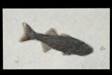 Uncommon Fish Fossil (Mioplosus) - Wyoming #179313-1